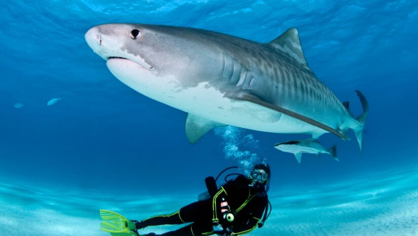 scuba diver posing with shark at the bottom of the sea