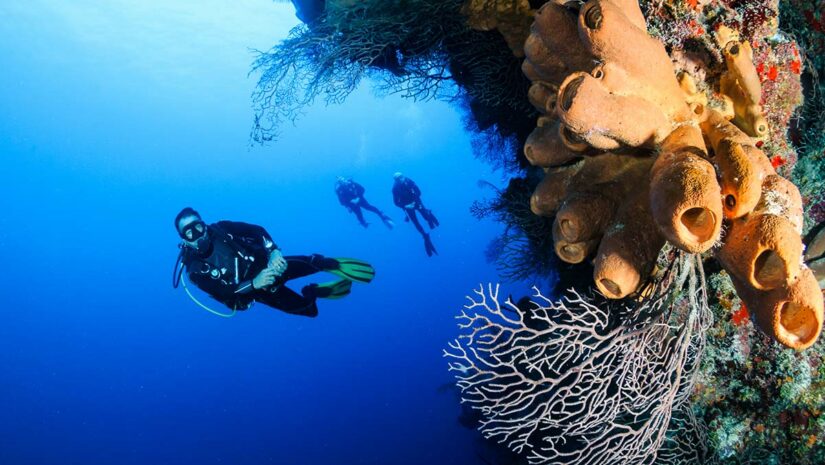 scuba divers doing wall dive by coral