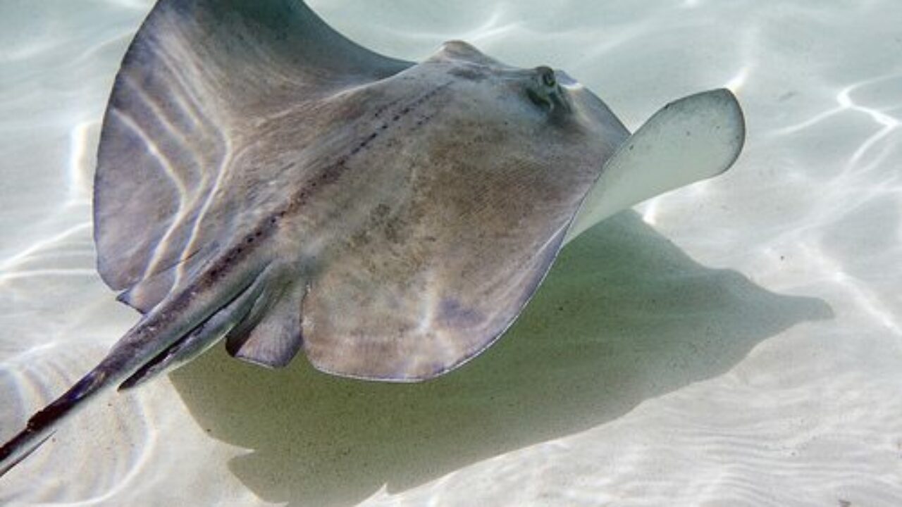 Giant Saltwater Stingray giant-saltwater-stingray