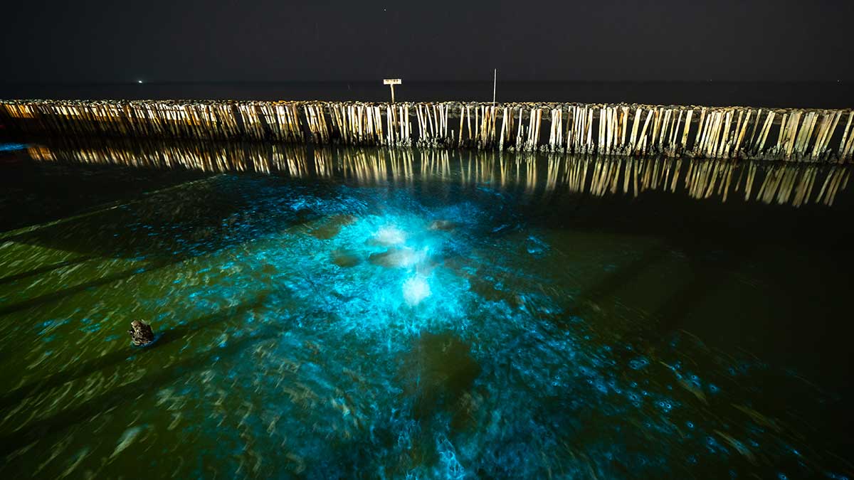 bioluminescent plankton