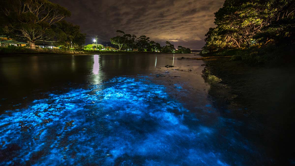 Bioluminescent Phytoplankton What Makes It Glow?