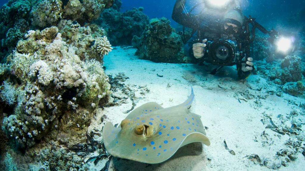 Blue Spotted Stingray