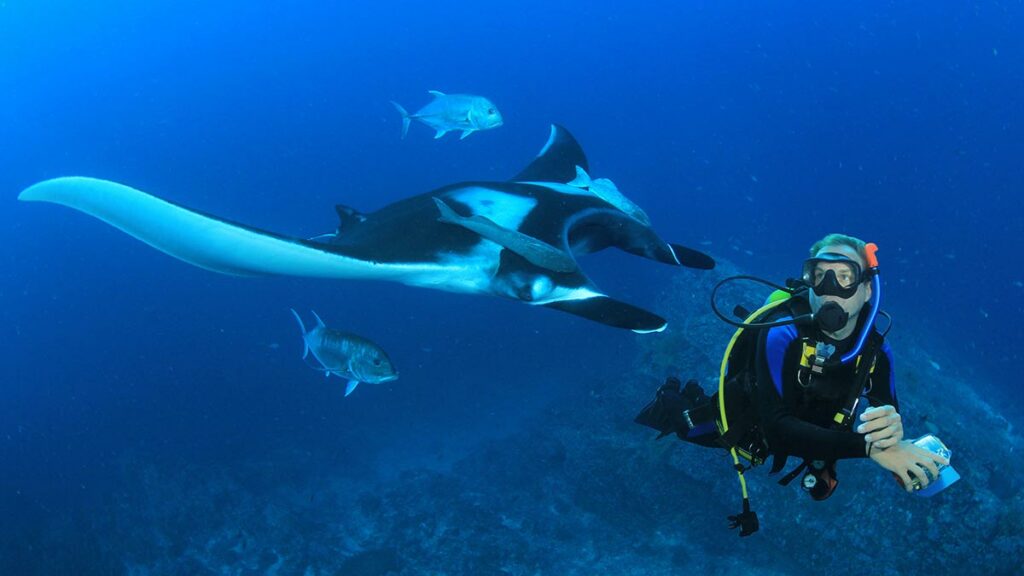 manta ray with scuba diver