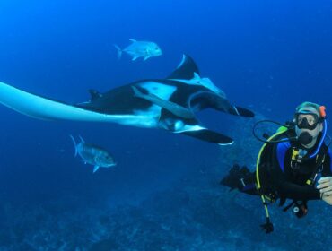 manta ray with scuba diver