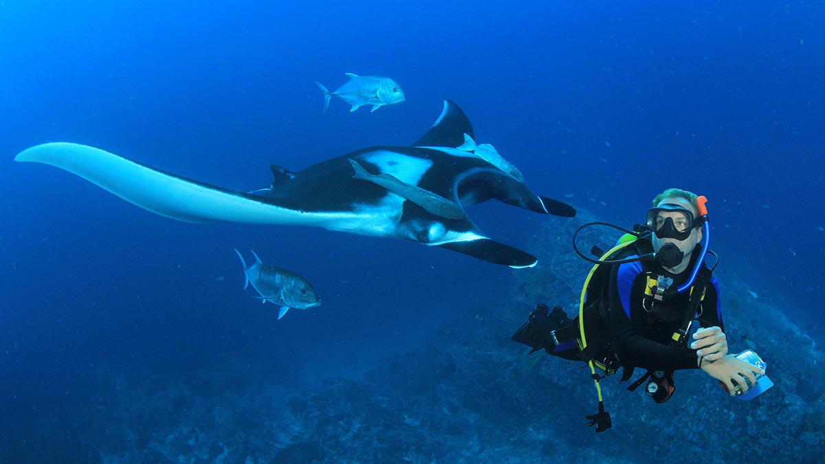 Types of Rays: Manta Ray vs Stingray vs Eagle Rays 