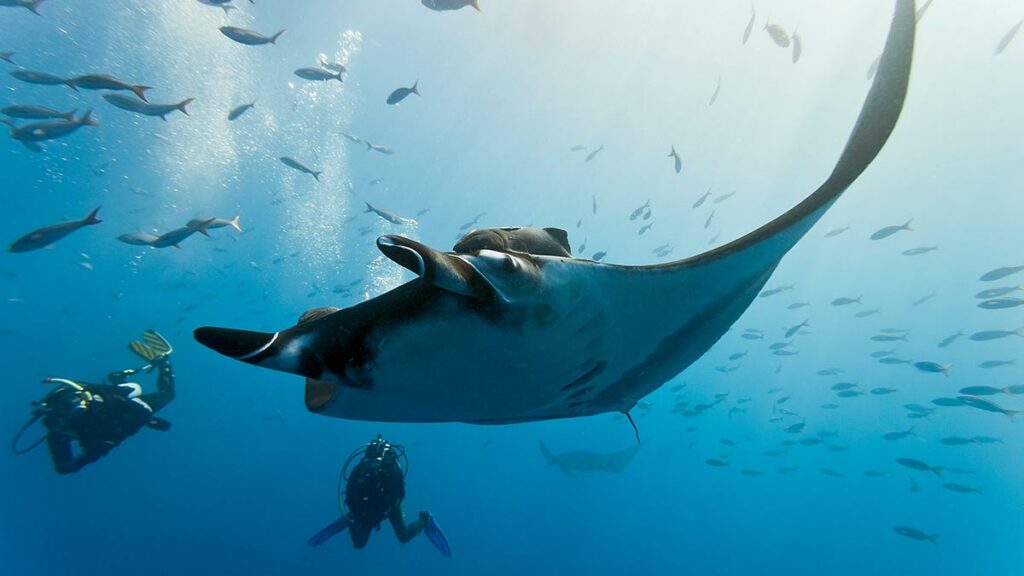 manta ray with scuba diver