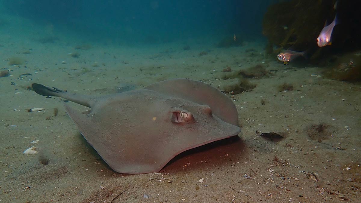 Smooth Stingray