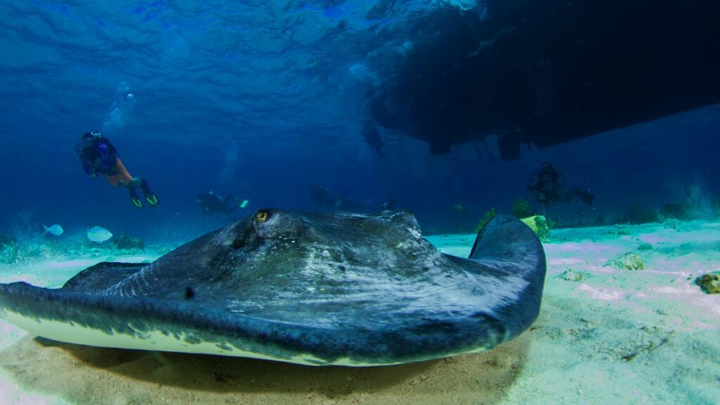 Southern Stingray