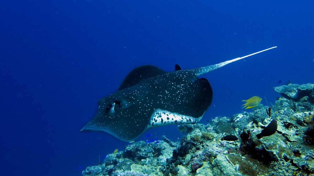 Spotted Eagle Ray