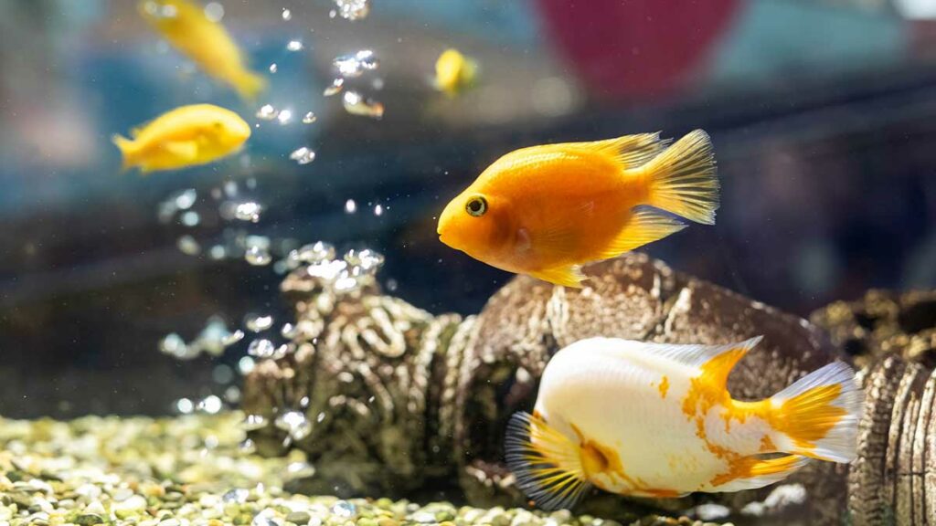 fish with bubbles underwater; do fish fart
