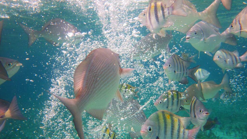 fish with bubbles underwater; do fish fart