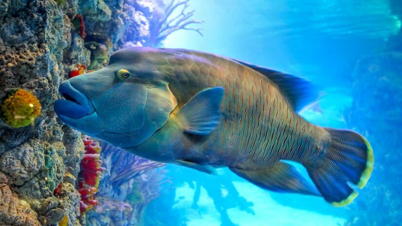 Napoleon Wrasse fish