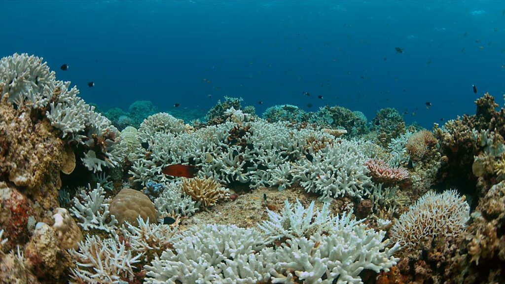 coral bleaching