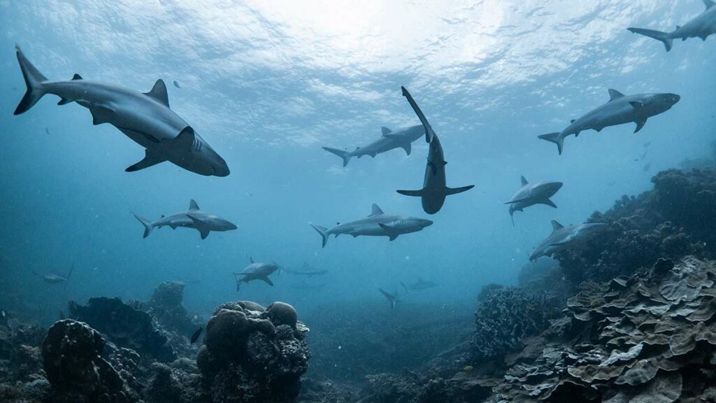 reef sharks australia