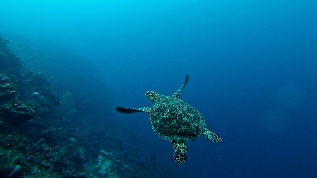 roatan honduras diving turtle
