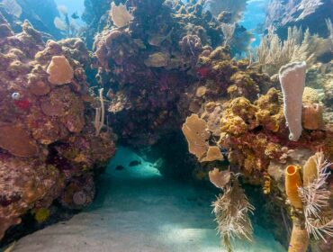 roatan honduras coral reef