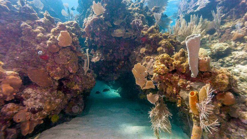 roatan honduras coral reef