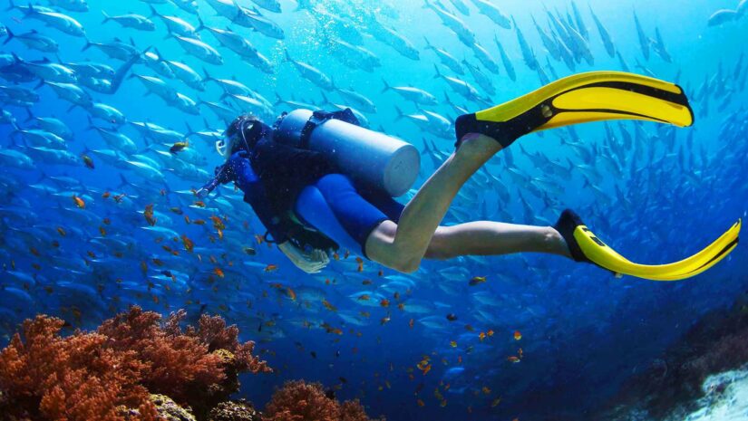 scuba diver swimming underneath schools of fish