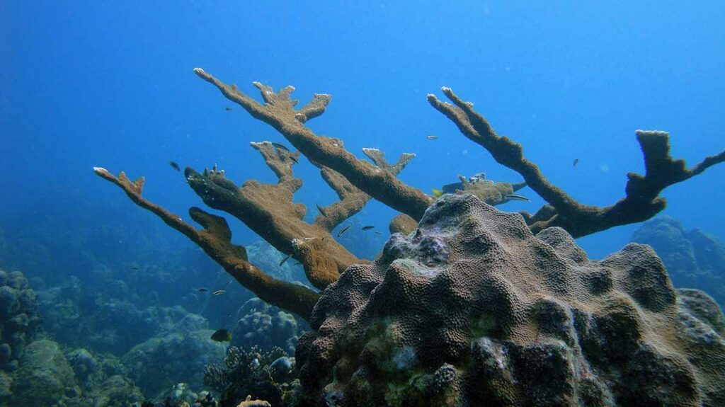 Elkhorn Coral