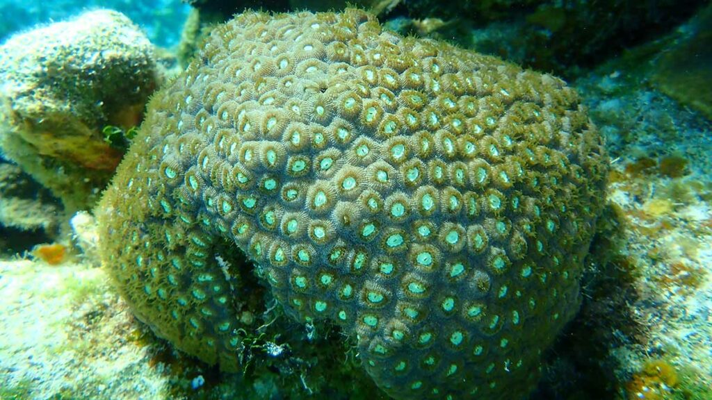 Great Star Coral