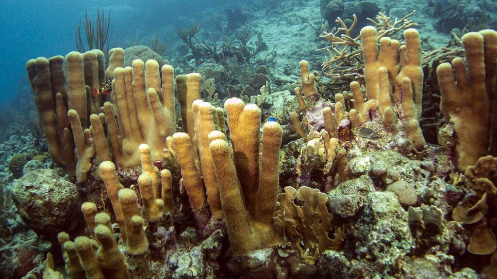 pillar coral