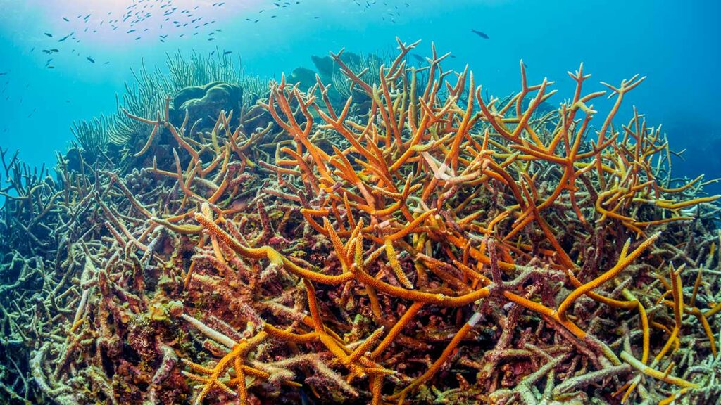 staghorn coral