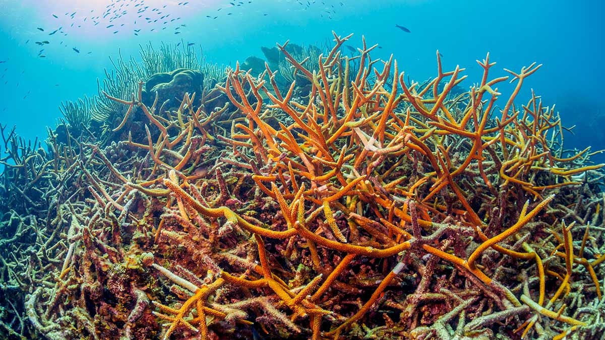Coral Identification: Types of Hard Coral - Scuba.com