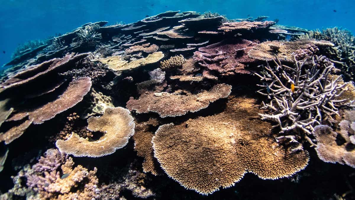 Coral Identification Types of Hard Coral