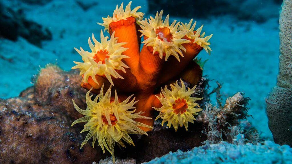 Tube Coral