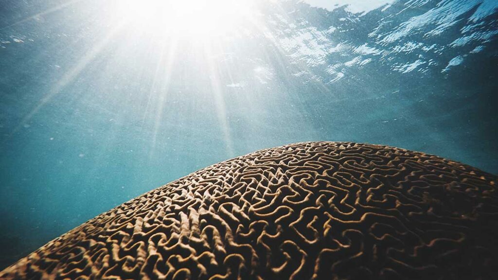 Brain Coral