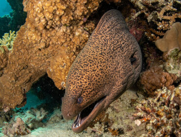 Giant moray eel (Gymnothorax javanicus) - a nocturnal fish