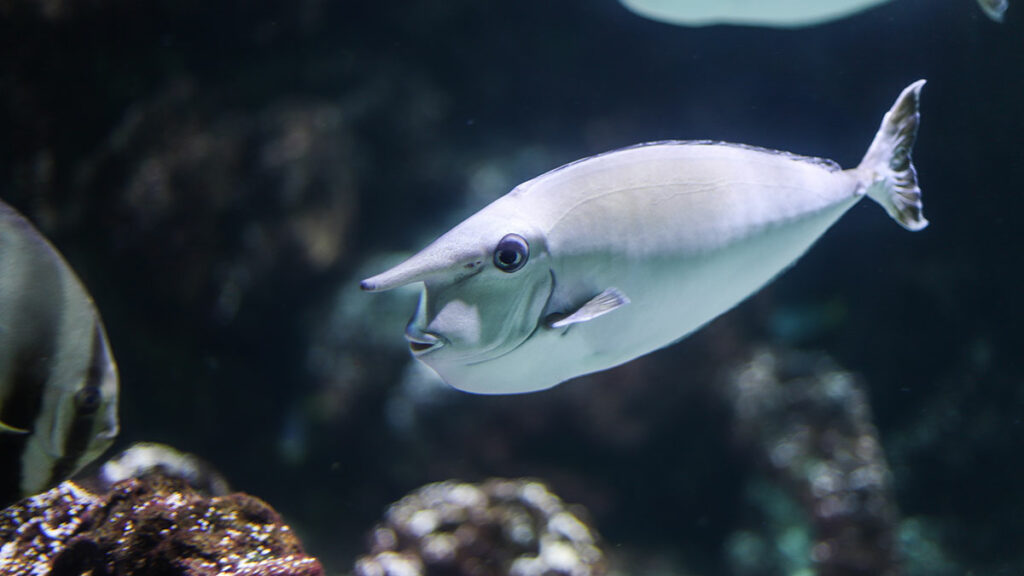 Whitemargin Unicornfish, fish with a horn