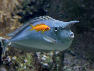 Whitemargin Unicornfish, fish with a horn