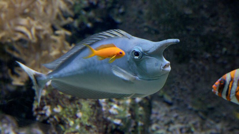 Whitemargin Unicornfish, fish with a horn