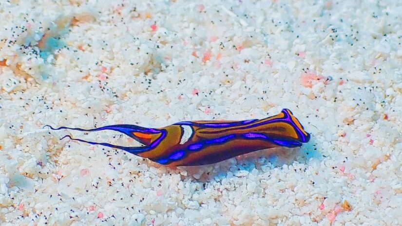 colorful marine life at cayman brac