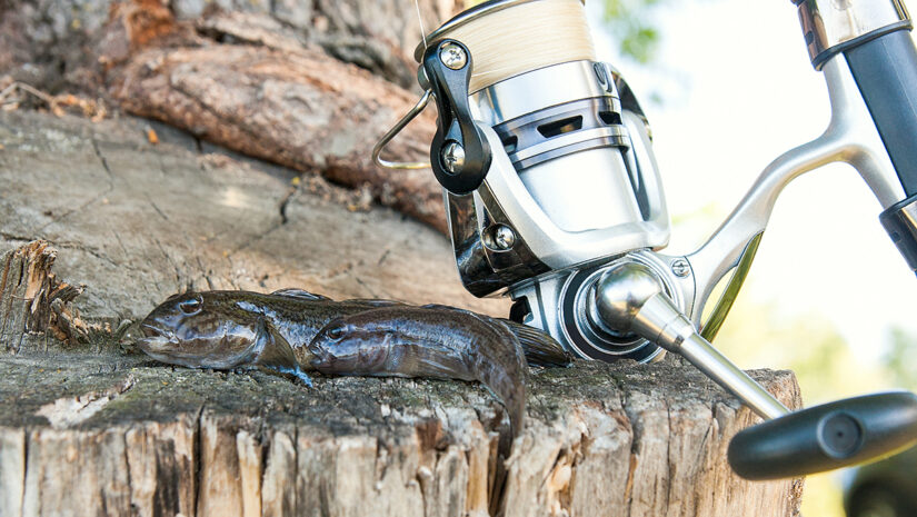 Two freshwater bullhead fish or round goby fish just taken from the water and fishing rod reels on wooden background..
