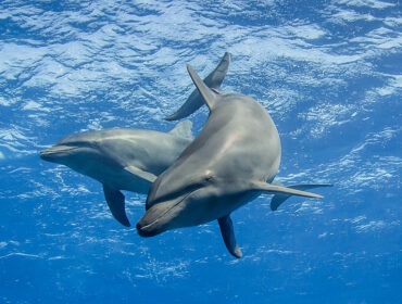 dolphins underwater By Tropicalens
