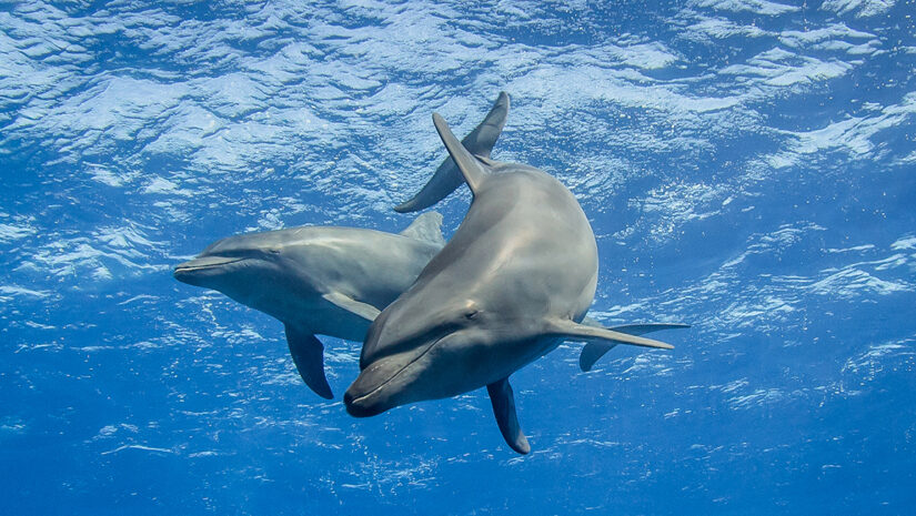 dolphins underwater By Tropicalens