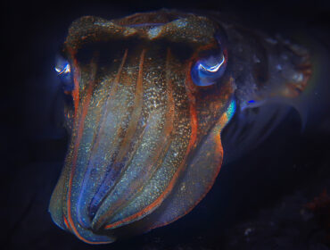 cuttlefish underwater / underwater world, marine life wildlife animal diving in the Pacific Ocean By kichigin19