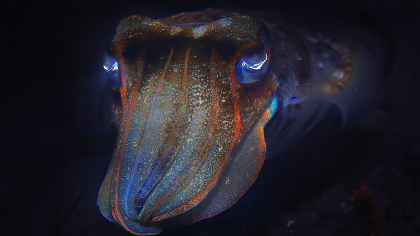 cuttlefish underwater / underwater world, marine life wildlife animal diving in the Pacific Ocean By kichigin19