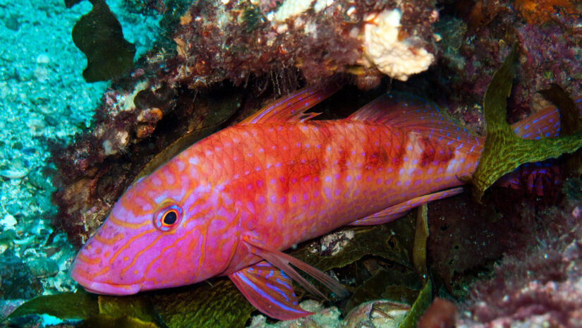 Goatfish - Upeneichthys lineatus