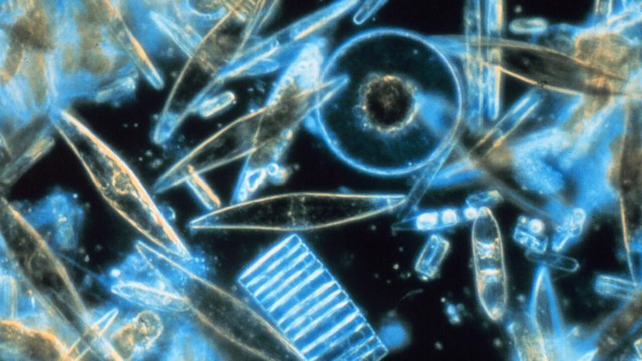 Phytoplankton: A Microscopic Organism With A Huge Impact 