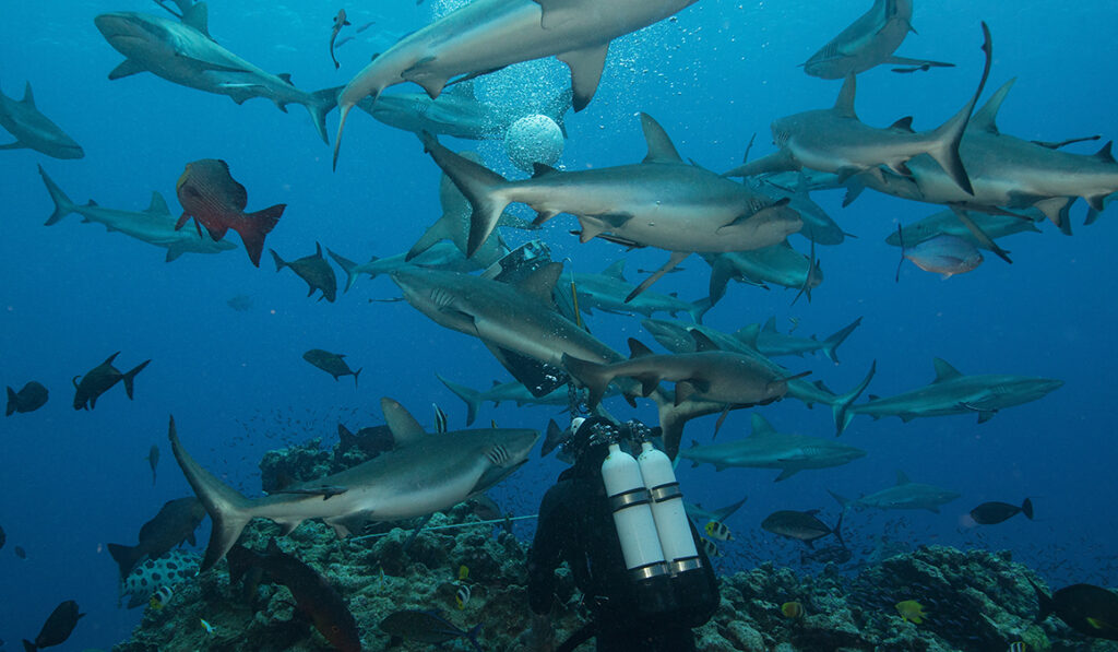 diver with pony tanks