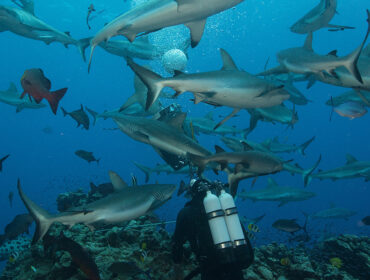 diver with pony tanks