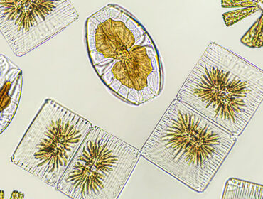 Diatoms, algae under microscopic view, phytoplankton, fossils, silica, golden yellow algae