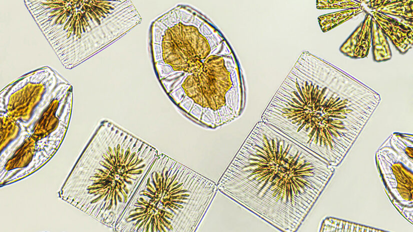 Diatoms, algae under microscopic view, phytoplankton, fossils, silica, golden yellow algae