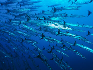 Identification of large school of Barracuda fish By moodboard