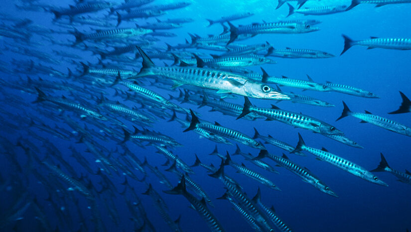 Identification of large school of Barracuda fish By moodboard