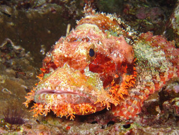 bottom dweller