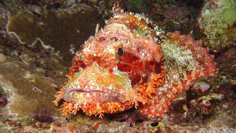 bottom dweller